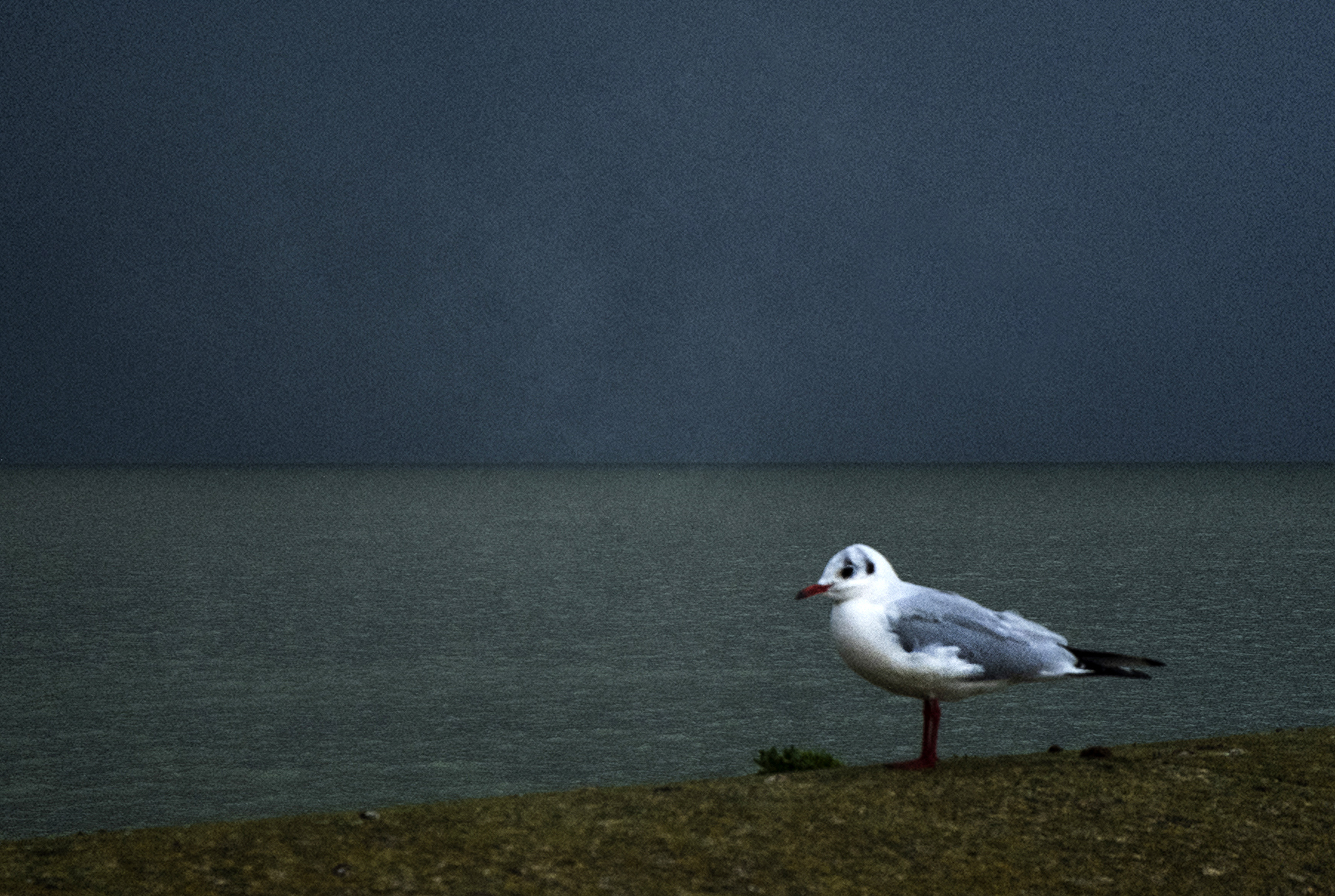 03 mouette bis.jpg